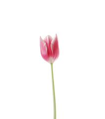 Pink tulip isolated on a white background