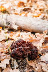 Gyromitra mushroom growing in a forest. Conditionally edible mushrooms found in the northern hemisphere.