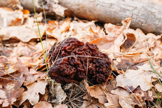 Gyromitra mushroom growing in a forest. Conditionally edible mushrooms found in the northern hemisphere.