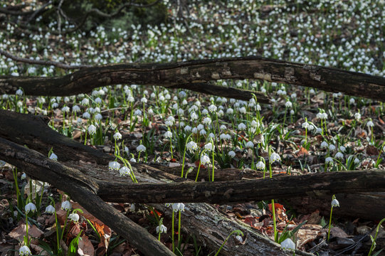 Leucojum Vernum con Tronchi