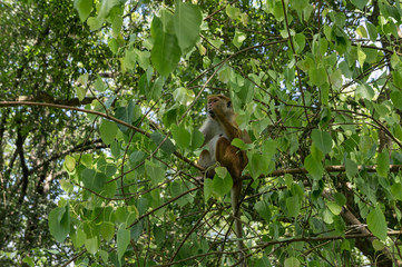 Singe, Jardin botanique de Peradeniya, Kandy, Sri Lanka