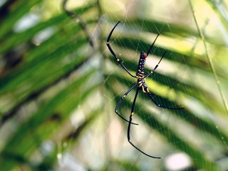 Spider is venomous animals can make.