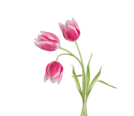 Pink tulips isolated on a white background