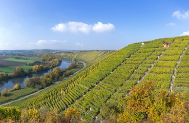 Fototapeta premium Winnice jesienią na Neckarze, w tle miasto Besigheim