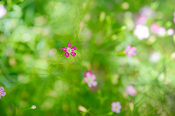 Closeup little gypsophila pink flowers.