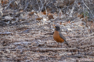 American robin on ground in central New Mexico