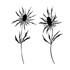 Botanical vector illustration with wild meadow plants thistle flowers.