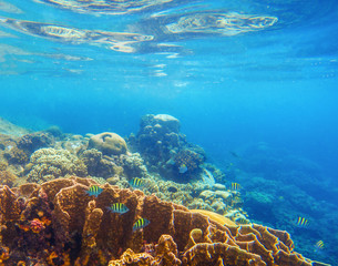 Undersea scenery with coral reef and tropical fishes. Blue sea view with marine fauna.