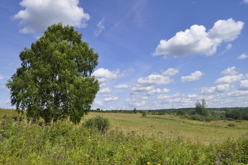 Summer landscape birch in the field