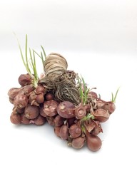 Shallots vegetables in white background