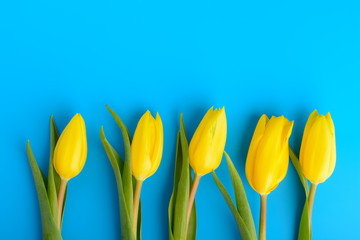 Yellow tulips on a blue background