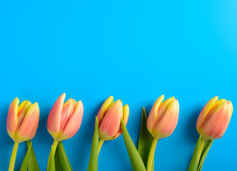 Pink tulips on a blue background