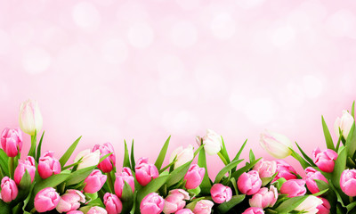 Pink tulip flowers background