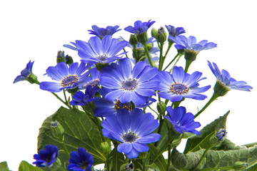 blue cineraria isolated