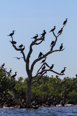 aves
