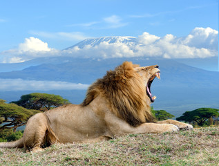 Naklejka premium Lion on Kilimanjaro mount background in National park of Kenya