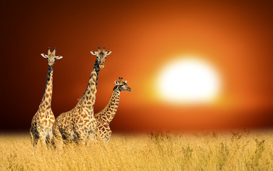 Fototapeta premium Three giraffes on a background sunset in National park of Kenya