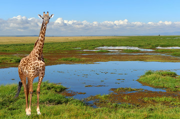 Close giraffe in National park of Kenya