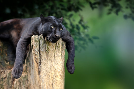 Black leopard on nature background