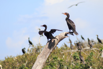 aves