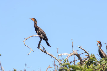 aves