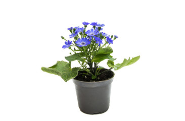 blue cineraria isolated