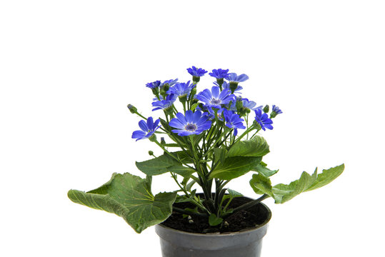 blue cineraria isolated