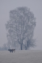 Polska - Mazury - Warmia © Rafa