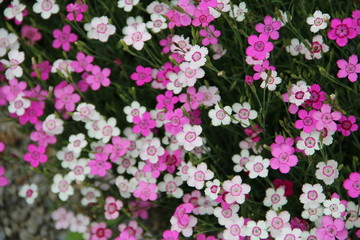Mixed flowers purple and white