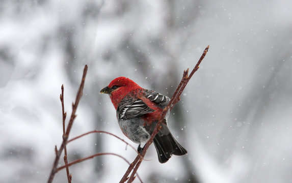 Pine Grosbeak