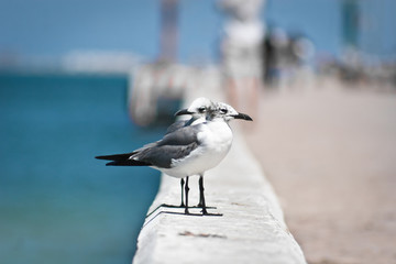Seagull