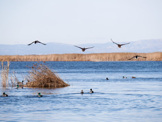 Mallards or wild duckcs - Anas platyrhynchos