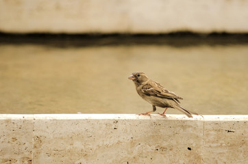 Sparrow perching on a fountain