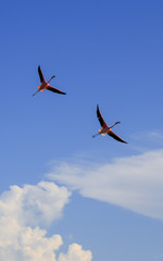flamingos