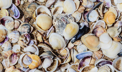 View of sea shells. Sea shore