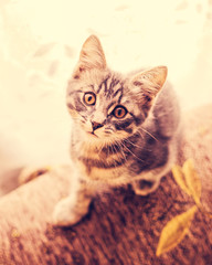 Cute kitten looking at the camera.