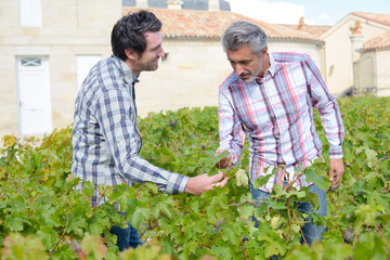 two viticulturists inspect vines in vineyard
