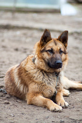 , shepherd-protector, a dog on a chain