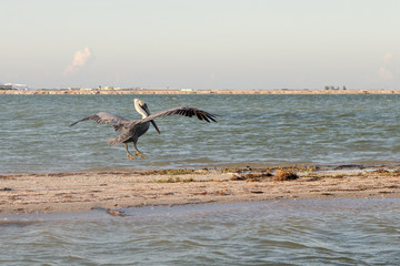 pelicano