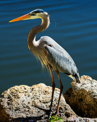 Blue Heron on a Rock