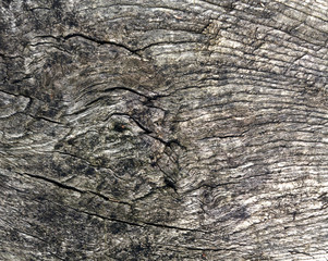 Old tree cut texture.