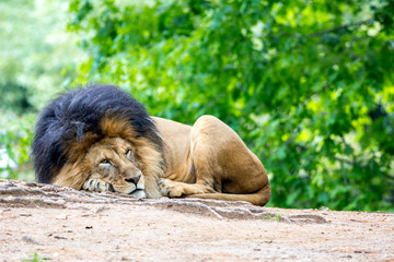 A male lion resting