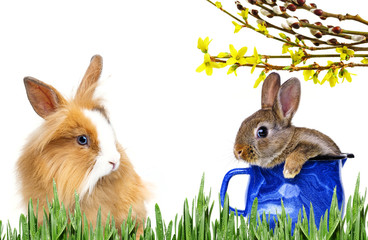 little cute rabbit and spring flowers