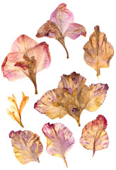 Dry gladiolus flower petals