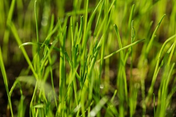Plant.