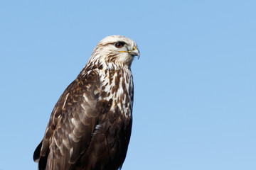 Rough-legged Hawk sitting on a sign