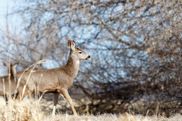Deer walking near the trees
