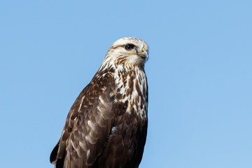 Rough-legged Hawk sitting on a sign