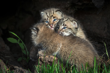 Obraz na płótnie Canvas Bobcat Kittens (Lynx rufus) Piled Up in Log
