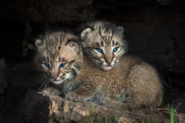 Naklejka premium Bobcat Kitten (Lynx rufus) Head Over Sibling